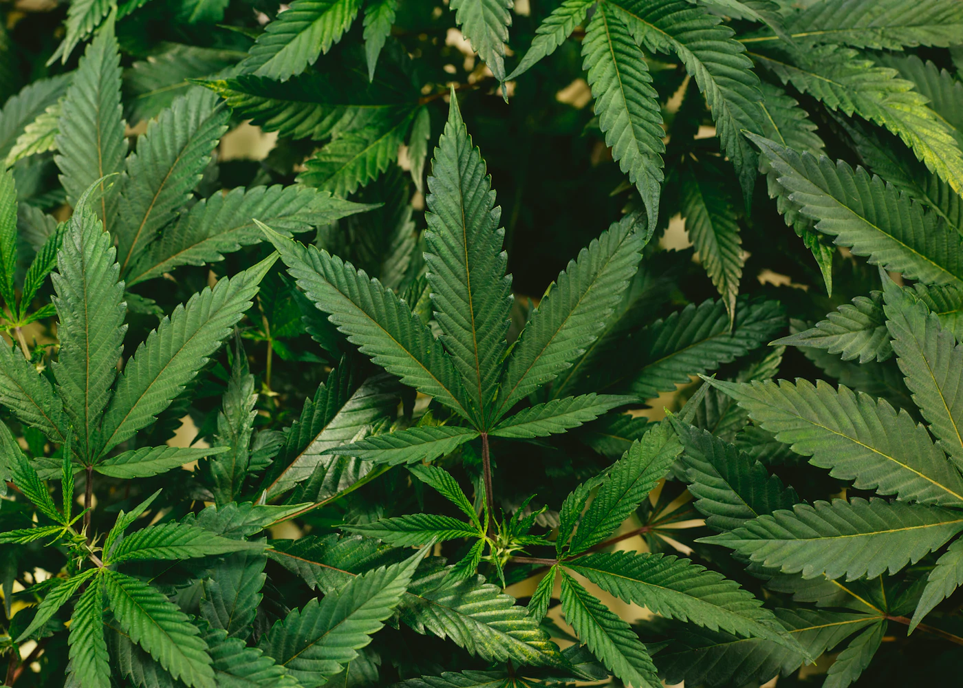 Sunlight falling across the serrated leaves of a cannabis plant